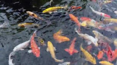 Large group of Koi fish swimming in a Wichita Kansas pond