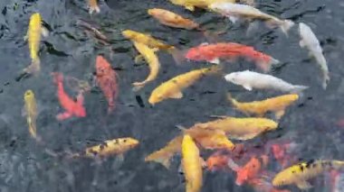 Large group of Koi fish swimming in a Wichita Kansas pond