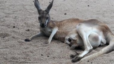 Momma Kangaroo resting with a baby in her pouch. This was at a wildlife park in Wichita Kansas.