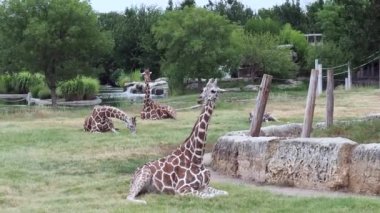 Several large Giraffes resting in the grass at a wildlife park in Wichita Kansas