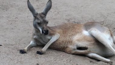 Momma Kangaroo resting with a baby in her pouch. This was at a wildlife park in Wichita Kansas.