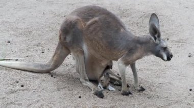 Momma Kangaroo resting with a baby in her pouch. This was at a wildlife park in Wichita Kansas.