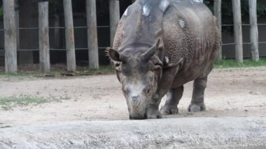 Large Indian Rhinoceros walking slowly toward the camera in Wichita Kansas