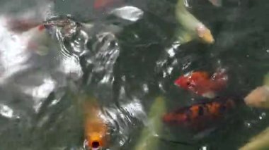 Many Koi fish swimming around in a pond on a warm Summer day