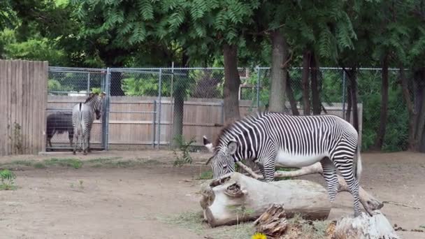 Zebra Eating Grass Hot Summer Day Wichita Kansas — Video Stock