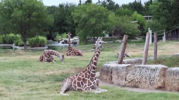 Several Large Giraffes Resting Grass Wildlife Park Wichita Kansas — Vídeo de Stock