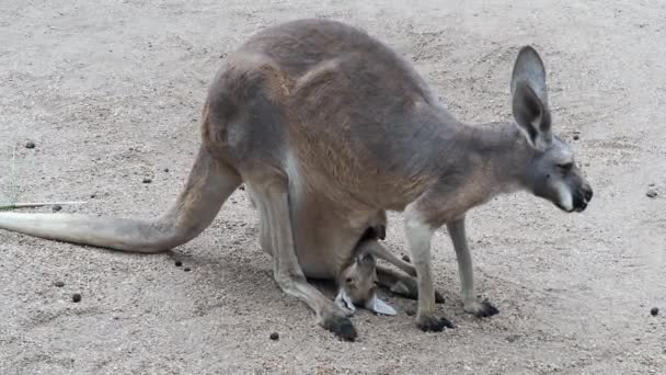 Momma Kangaroo Resting Baby Her Pouch Wildlife Park Wichita Kansas — Stockvideo