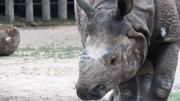 Large Indian Rhinoceros Walking Slowly Camera Wichita Kansas — 비디오