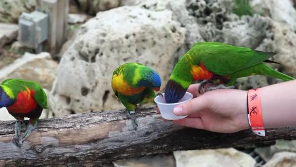 Two Lorikeets Battle Sweet Nectar Being Offered Helping Hand — Vídeo de Stock