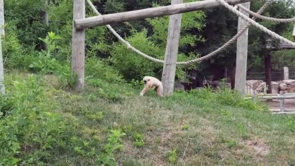 Baby White Cheeked Gibbon Running Slow Motion Wildlife Park Wichita — Stockvideo