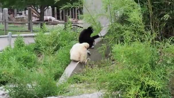 White Cheeked Gibbon Family Wildlife Park Wichita Kansas — Stockvideo