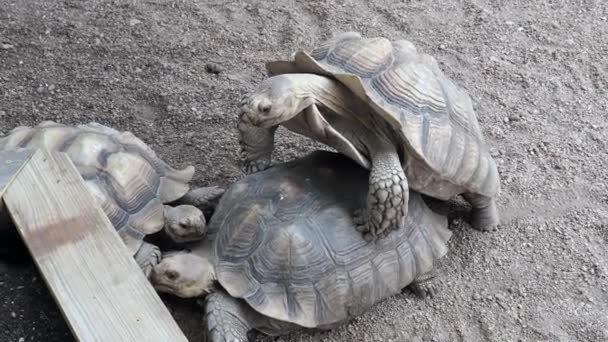 Two African Spur Thighted Tortoises Wichita Kansas — Stockvideo