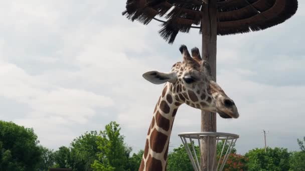 Закріпіть Жирафа Щоб Його Нагодували — стокове відео
