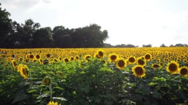 A beautiful abundance of black and yellow sunflowers in Douglas County Kansas
