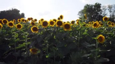 A beautiful abundance of black and yellow sunflowers in Douglas County Kansas