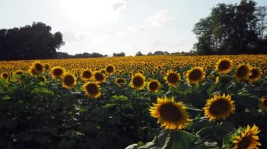 A beautiful abundance of black and yellow sunflowers in Douglas County Kansas
