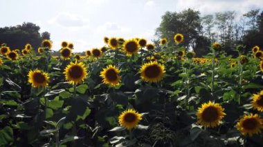 A beautiful abundance of black and yellow sunflowers in Douglas County Kansas