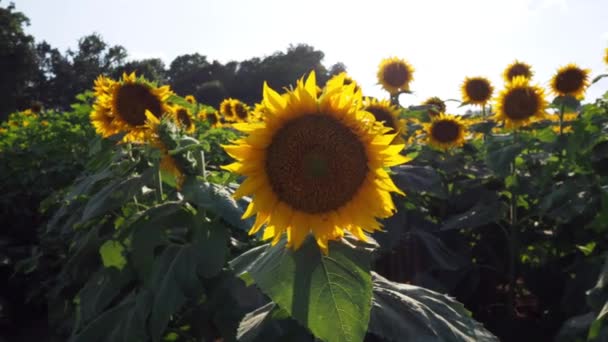Beautiful Abundance Black Yellow Sunflowers Douglas County Kansas — Stockvideo