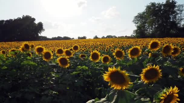 Beautiful Abundance Black Yellow Sunflowers Douglas County Kansas — Video