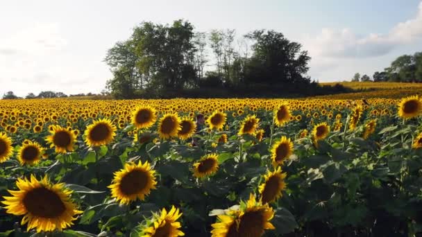 Beautiful Abundance Black Yellow Sunflowers Douglas County Kansas — 图库视频影像