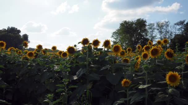 Beautiful Abundance Black Yellow Sunflowers Douglas County Kansas — Vídeo de Stock