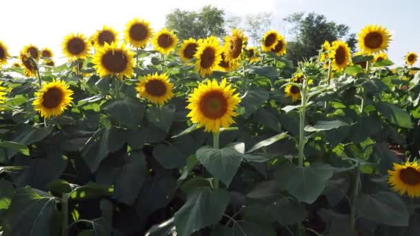 Beautiful Abundance Black Yellow Sunflowers Douglas County Kansas — Stock video