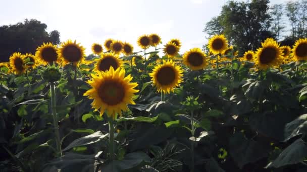 Beautiful Abundance Black Yellow Sunflowers Douglas County Kansas — Vídeo de Stock