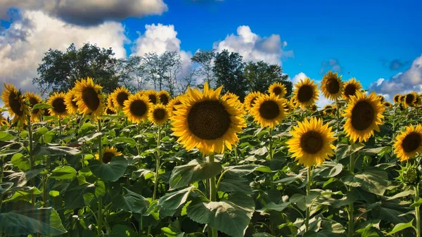 Beautiful abundance of black and yellow sunflowers in Douglas County Kansas