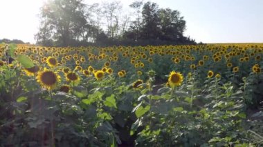 Lawrence Kansas yakınlarında büyük bir ayçiçeği tarlası