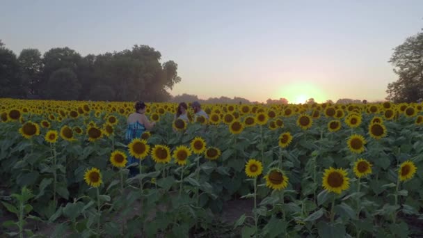 Lawrence Kansas September 2022 Beautiful Sunflowers Grinter Farms Attract Photographers — Stock Video