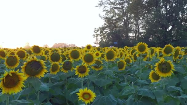 Lawrence Kansas September 2022 Beautiful Sunflowers Grinter Farms Attract Photographers — Stock Video