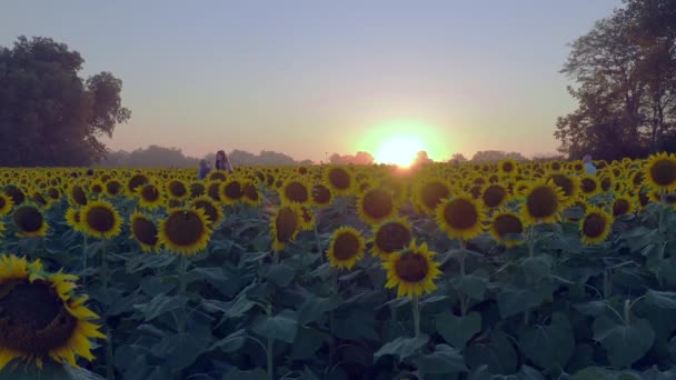 Lawrence Kansas September 2022 Die Wunderschönen Sonnenblumen Der Grinter Farms — Stockvideo