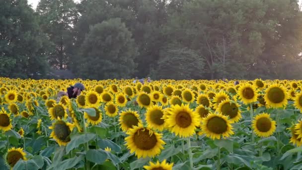 Lawrence Kansas September 2022 Die Wunderschönen Sonnenblumen Der Grinter Farms — Stockvideo