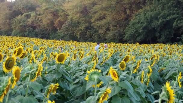 Lawrence Kansas September 2022 Grinter Farms Vackra Solrosor Lockar Fotografer — Stockvideo