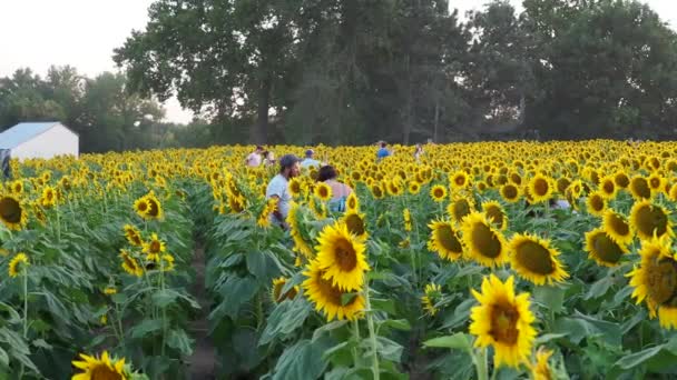 Lawrence Kansas September 2022 Grinter Farms Vackra Solrosor Lockar Fotografer — Stockvideo