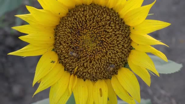 Großes Sonnenblumenfeld Bei Lawrence Kansas — Stockvideo