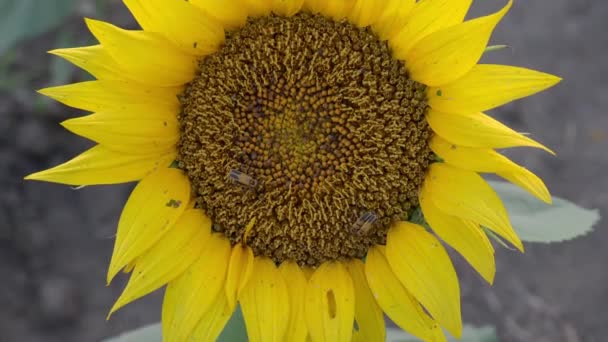 Groot Zonnebloemenveld Bij Lawrence Kansas — Stockvideo