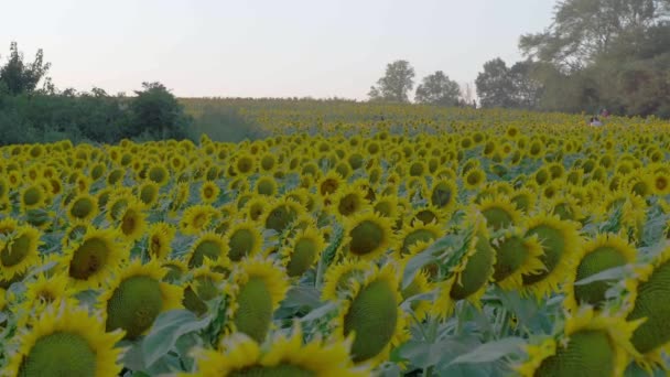 Câmp Mare Floarea Soarelui Lângă Lawrence Kansas — Videoclip de stoc