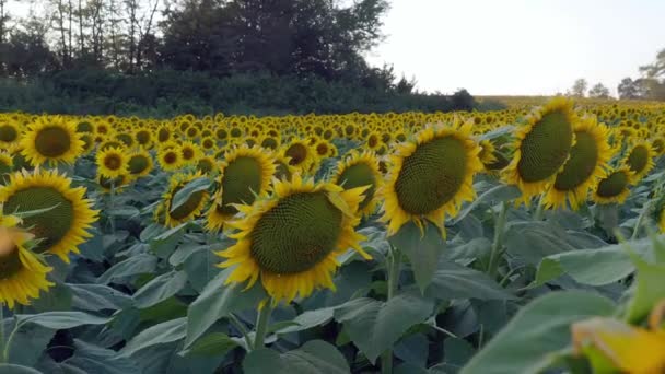 Großes Sonnenblumenfeld Bei Lawrence Kansas — Stockvideo