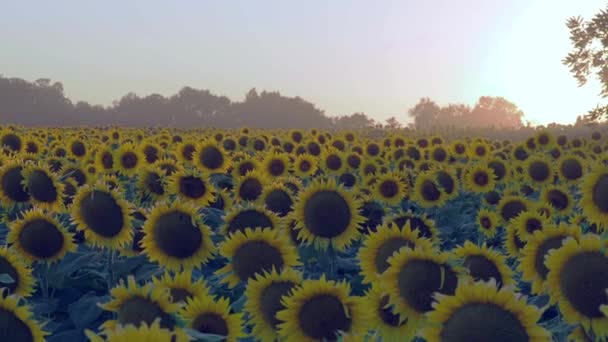 Groot Zonnebloemenveld Bij Lawrence Kansas — Stockvideo