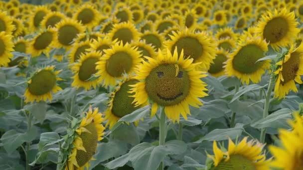 Gran Campo Girasol Cerca Lawrence Kansas — Vídeo de stock