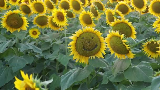 Großes Sonnenblumenfeld Der Nähe Von Lawrence Kansas Smiley Gesicht Und — Stockvideo