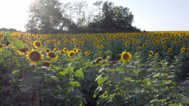 Велике Соняшникове Поле Поблизу Лоуренса Канзасу — стокове відео
