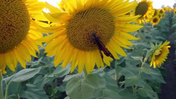 堪萨斯州劳伦斯附近的大型向日葵场 蝴蝶授粉 — 图库视频影像