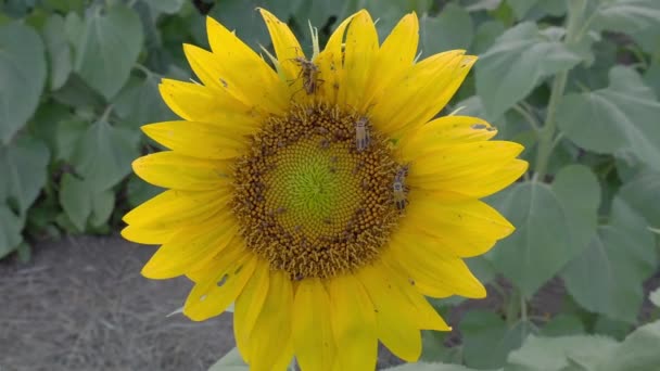 Grand Champ Tournesol Près Lawrence Kansas Accouplement Insectes — Video