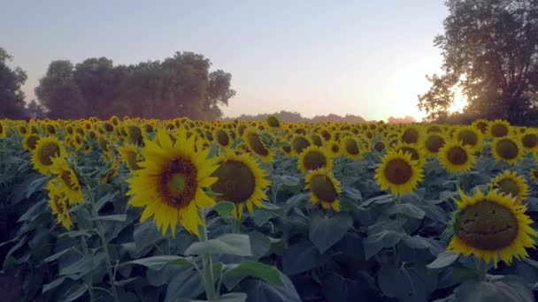 Lawrence Kansas Yakınlarında Büyük Bir Ayçiçeği Tarlası — Stok video