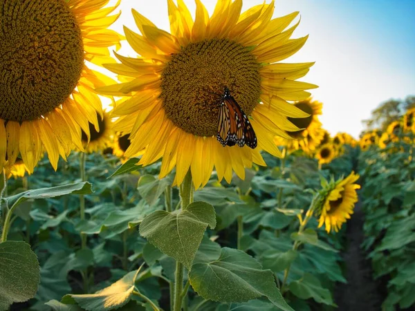 Beautiful Abundance Black Yellow Sunflowers Douglas County Kansas — стоковое фото