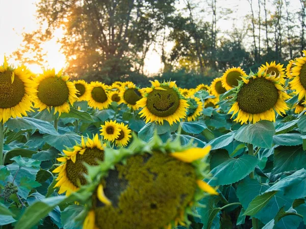 Beautiful Abundance Black Yellow Sunflowers Douglas County Kansas — стоковое фото