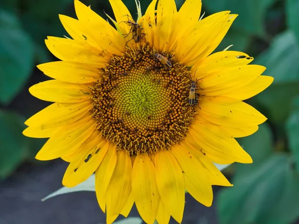 Beautiful Abundance Black Yellow Sunflowers Douglas County Kansas — Photo