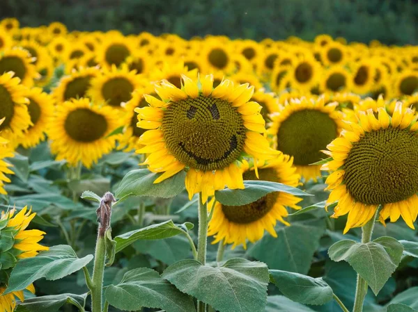 Beautiful Abundance Black Yellow Sunflowers Douglas County Kansas — стоковое фото